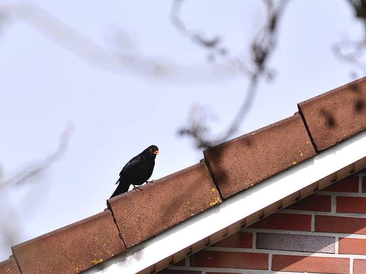 Melro-preto, true, regulador de pressão, preto, pássaro, natureza, elegante