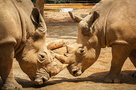 rinoceront, mamífer, animal, salvatge, vida silvestre, natura, en perill