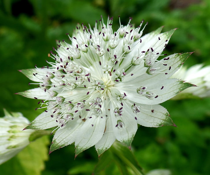 floare, alb, natura, record publice, plante, Close-up, vara