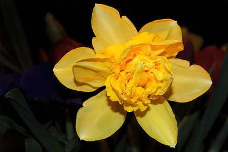 õis, Bloom, kollane, Narcissus, nartsiss, kevadel, loodus