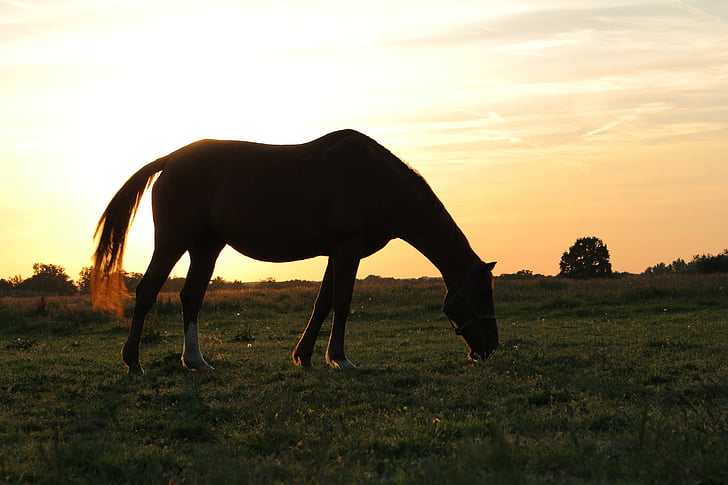 Koń, Vista, Francja, zachód słońca, pastwiska, sylwetka, zioło