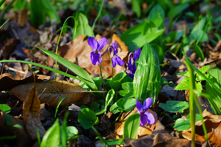 Wald violet, Violet, blomst, Blossom, Bloom, forår, forvarsel om foråret