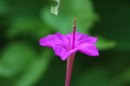 flower, purple, pink, nature, macro, green, flowers