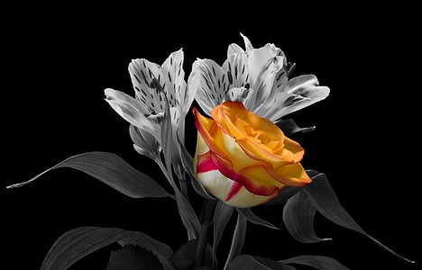 flower, bouquet, blossom, bloom, rose, black background, studio shot