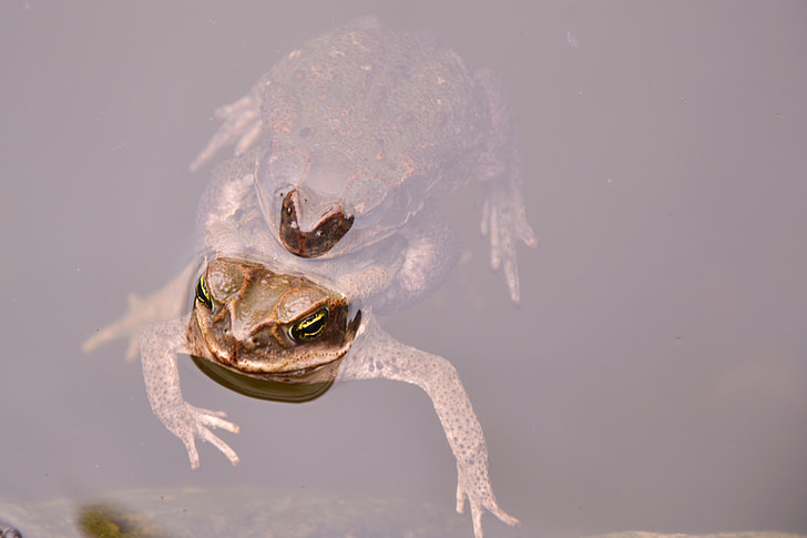 toads, frog, water, pond, animal