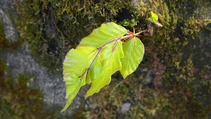 spring, beech leaf, moss, tree trunk