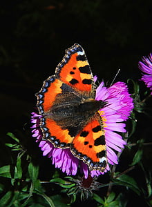 motýl, malá liška, Motýli, edelfalter, barevné, hmyz, zvíře