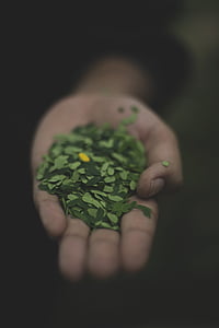 osoba, podudzie, pozostawia, po lewej stronie, ręka, zielony, Leafe