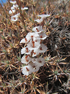 il acantholimon, Primrose, pianta, fiore, Flora, bianco, natura