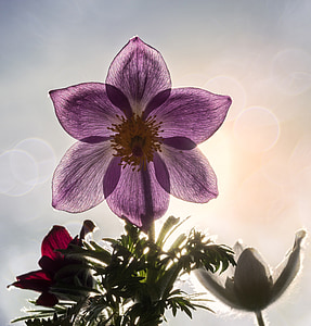 flor de Pascua, pasqueflower, Pulsatilla, naturaleza, flor, planta, primavera