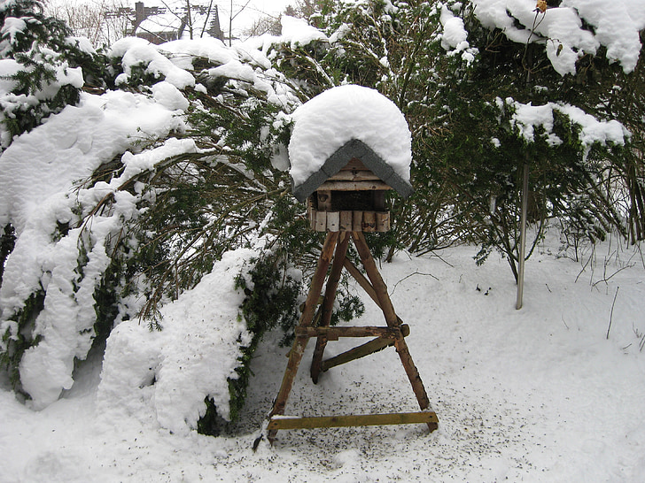 bird, winter, aviary, snow, feeding