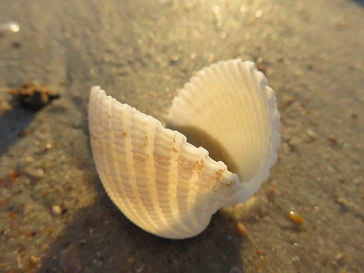 seashell, macro, beach, shell, natural, mollusk, scallop