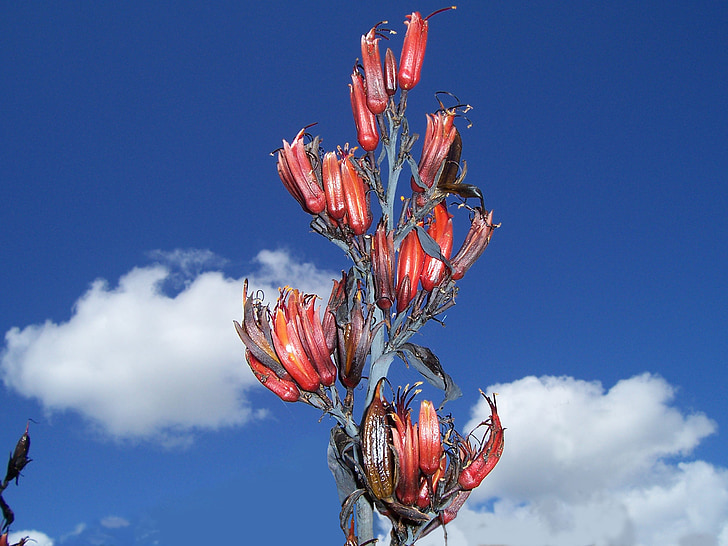 Phormium tenax, len, Harakeke, květ, špička, oranžovo červená, Nový Zéland konopí