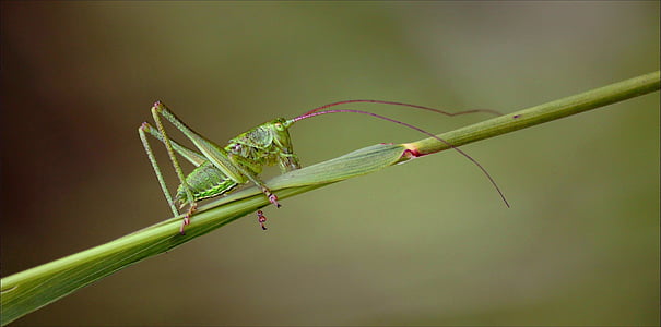 grasshopper, grass horse, insect, insect macro, animal, fauna, probe