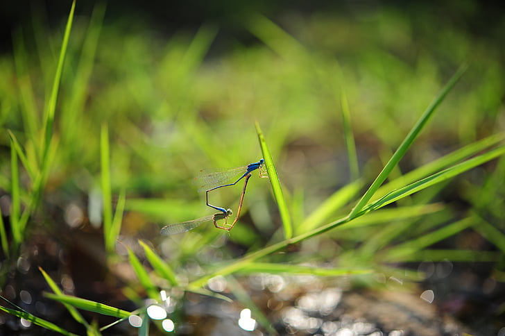 dragonflies, grass, insects, swamp, nature, insect, summer