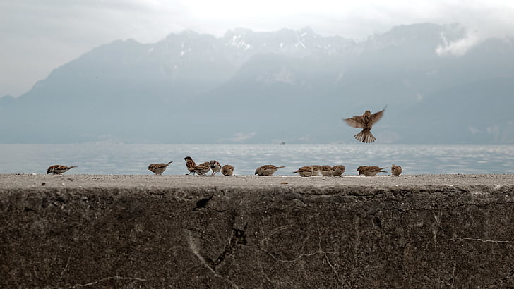 vrabci, ptáci, Ženeva, jezero, Ženevské jezero, Švýcarsko, Ouchy