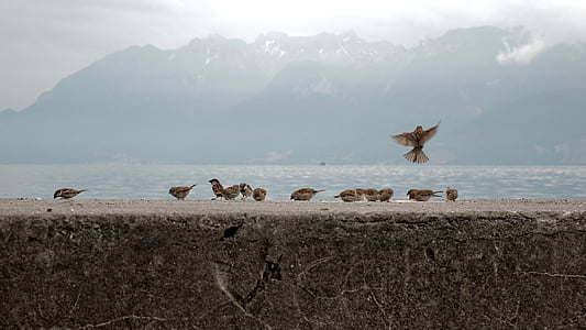 zvirbuļi, putni, Geneva, ezers, Ženēvas ezers, Šveice, ouchy
