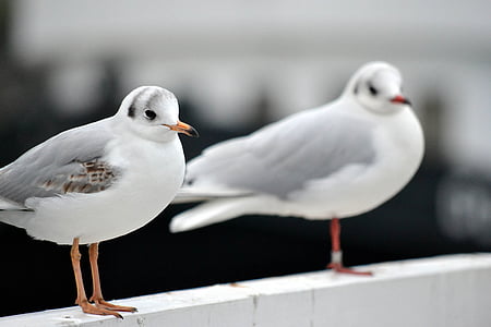 gulls, birds, animal, coast, seevogel, wait, port