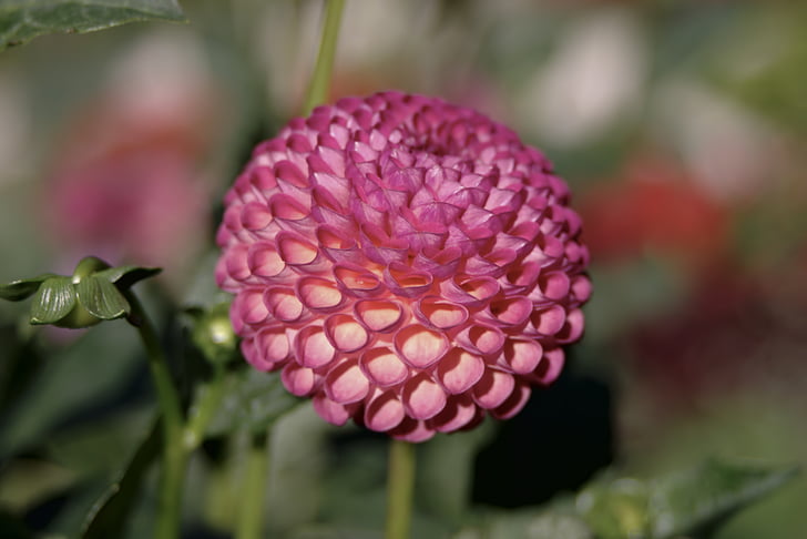 dalia, flower, pink, sphere, curled petals, spherical, dashing