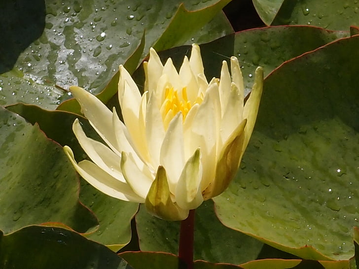 water lily, Lily, Ao, nước, Thiên nhiên, thực vật, Hoa