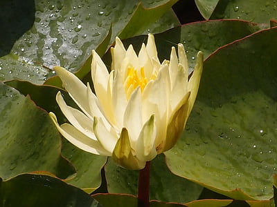 water lily, lily, pond, water, nature, plant, flower