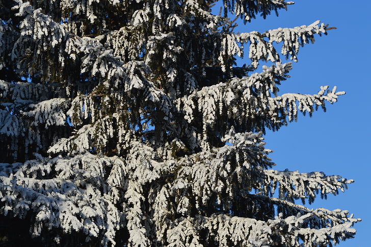 jedľa, strom, sneh, zimné, modrá obloha, za studena, Forest