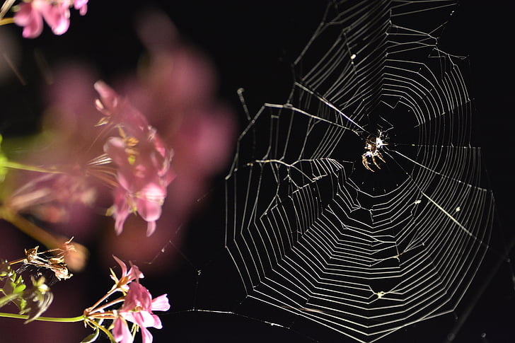 spider, scary, black, flowers, dark, closeup, autumn