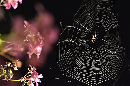 păianjen, înfricoşător, negru, flori, întuneric, closeup, toamna