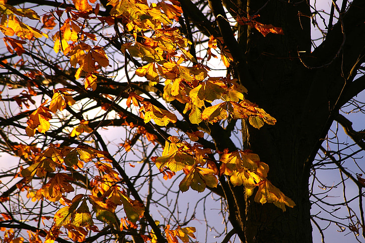 rudenį, rudens nuotaika, lapai, medis, Auksinis ruduo, geltona, miško