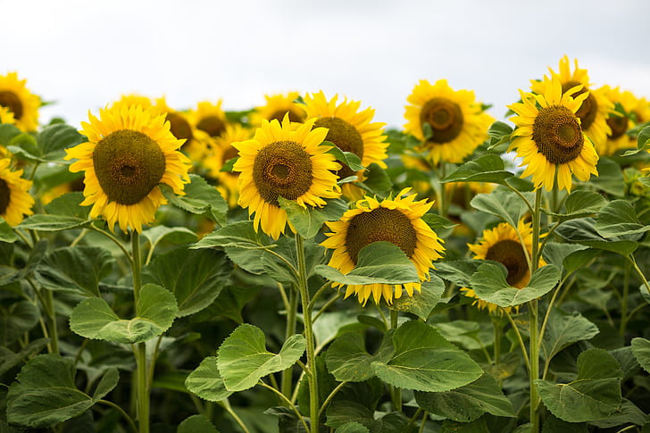 sunflower, field, summer, agriculture, yellow, nature, flower