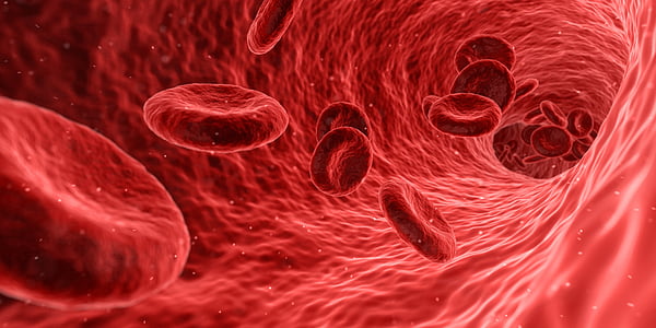 asinis, šūnas, sarkana, medicīnas, Medicīna, anatomija, veselības