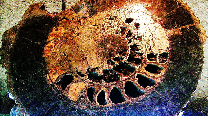 fossili, Conch, gigante