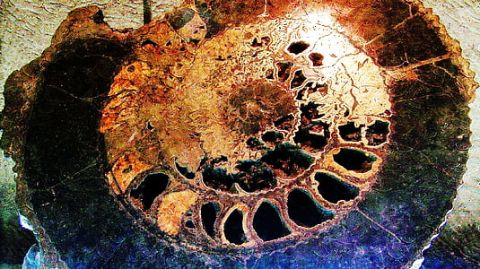 fósseis, Conch, gigante