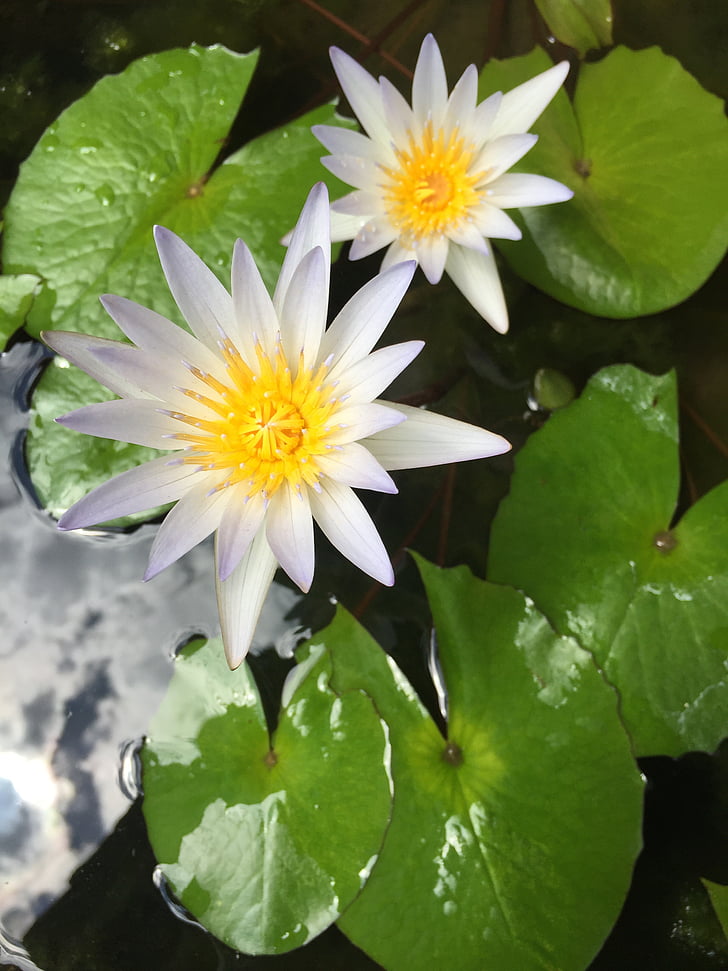Lily, Dam, blomst, åkande, Nymphaea, vådområde, Lotus