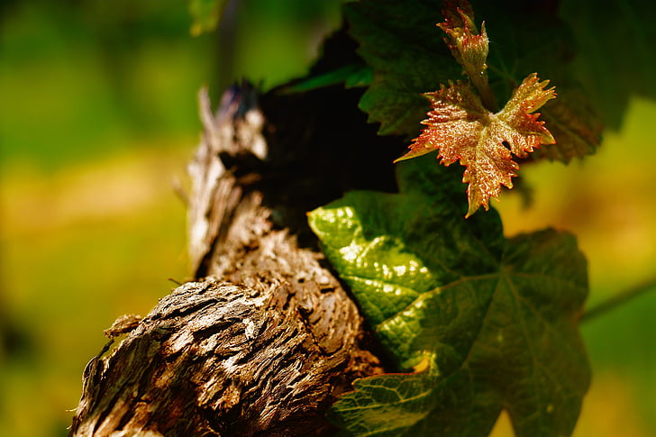 vīns, vīnogulāju, lasīt, vīna dārzi, vīnogulāju akciju, daba, Leaf