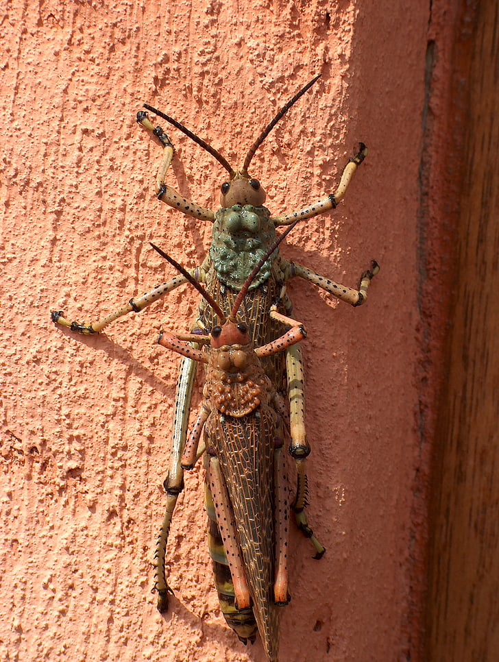 insect, macro, grasshopper, bug, hopper, locust, jump