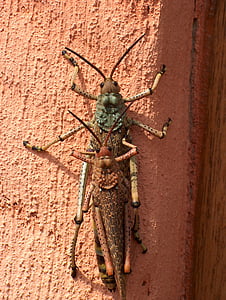 serangga, makro, belalang, bug, Hopper, belalang, melompat