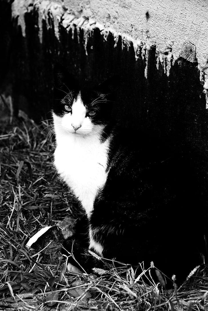 kucing, hewan peliharaan, pemandangan, hitam dan putih, kucing domestik, hewan
