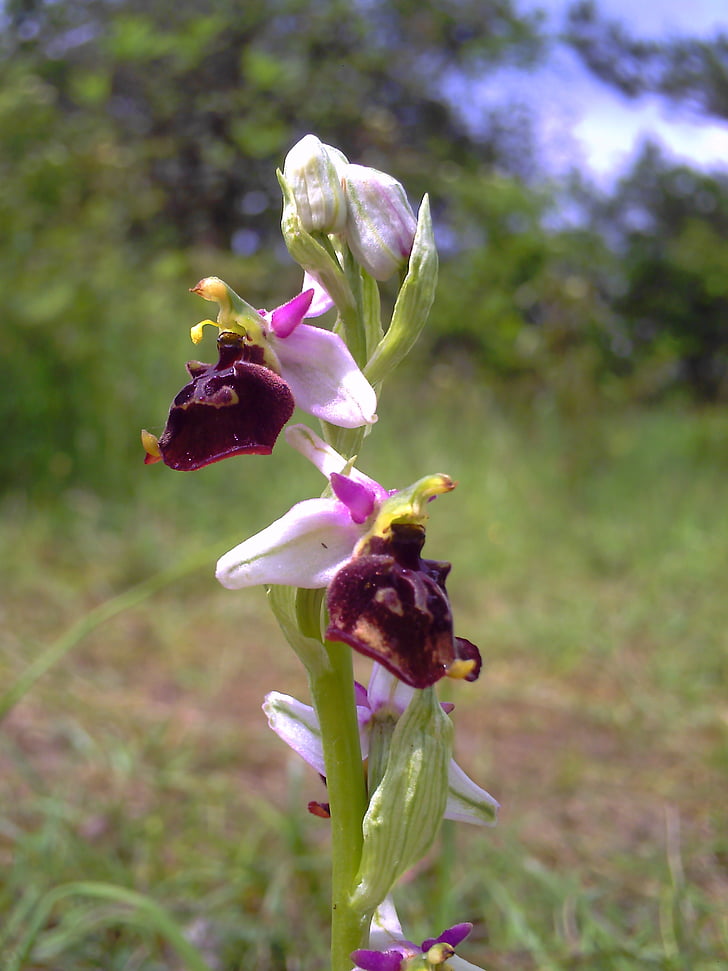 orchid, bee orchid, thuringia germany, flower, wild, flora