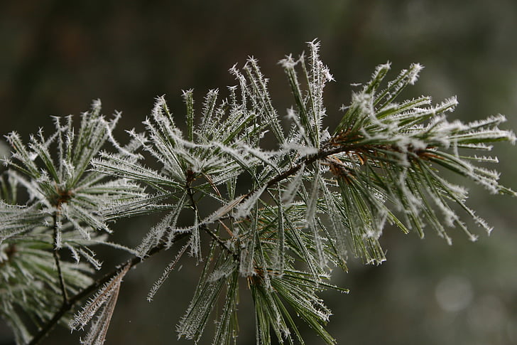 talvi, Pine, Kuura, vihreä, havupuu, haara, puut