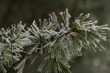 winter, pine, hoarfrost, green, conifer, branch, trees