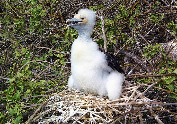 Ave fragata, Chick, flora y fauna, Galápagos, frigatebird, Nido, Ecuador