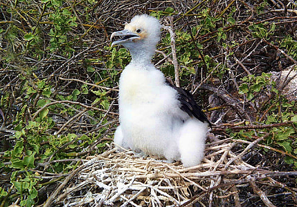 Fregat vogels, kuiken, dieren in het wild, Galapagos, fregatvogel, nest, Ecuador