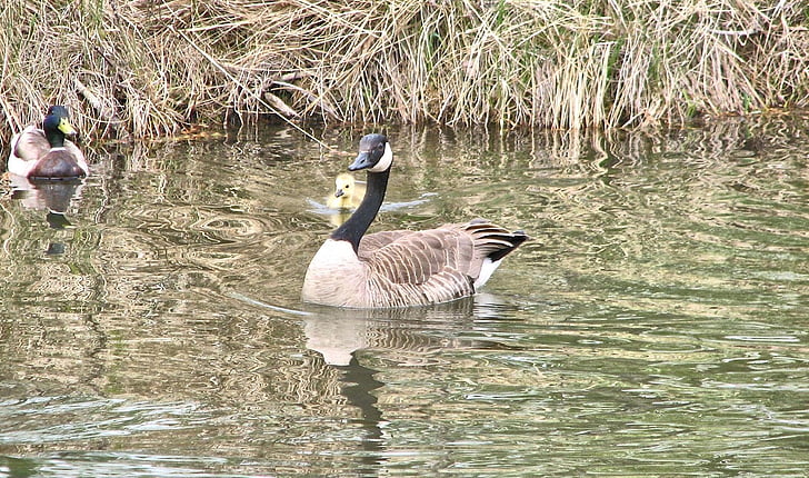 canada geese, gosling, sanctuary, canada