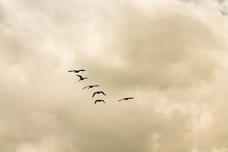 uccelli, animali, cielo, nuvole
