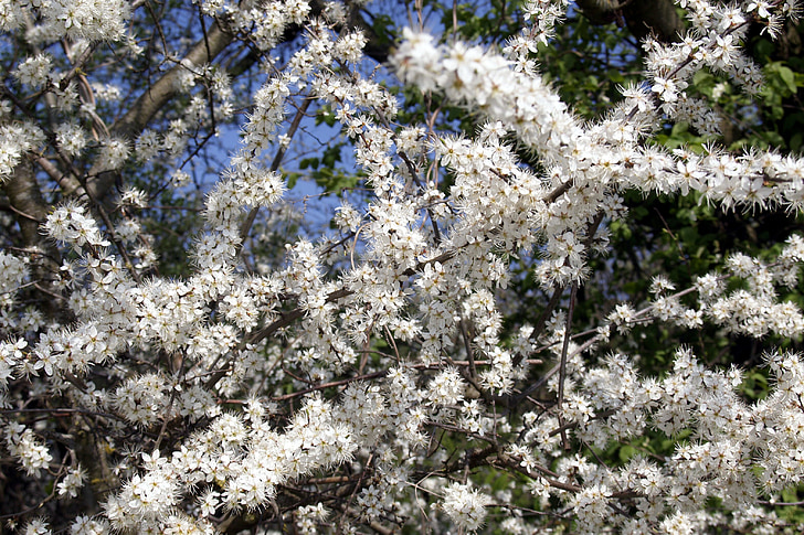 Blossom, fa, természet, Virágszálnak Apple tree, ágak, gyümölcsös