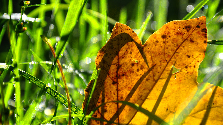 dew, holidays, nature, leaves