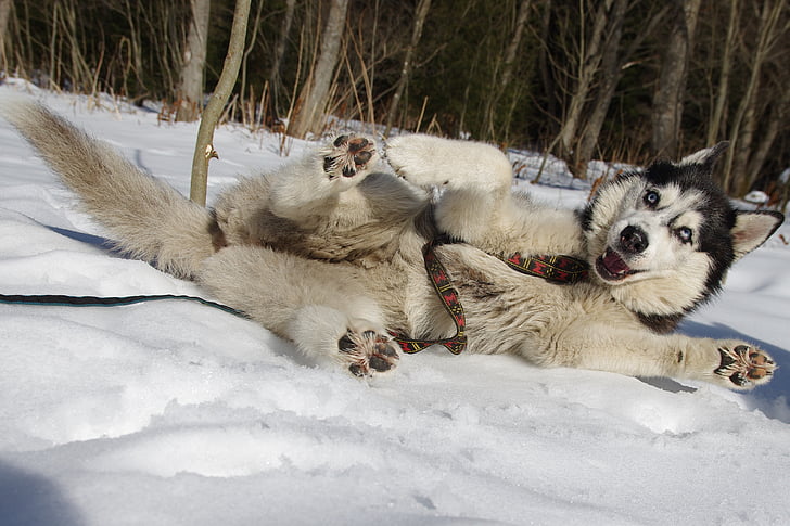 Husky, cães de trenó, Adamczak, cão, neve, Inverno, cão de trenó