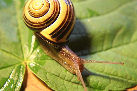 snail, gastropoda, molluscs, land snail, animal, bauchfuesser, crawl