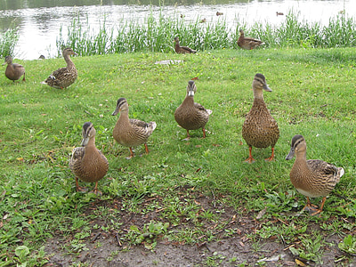 duck, bird, nature, animal, lake, grass